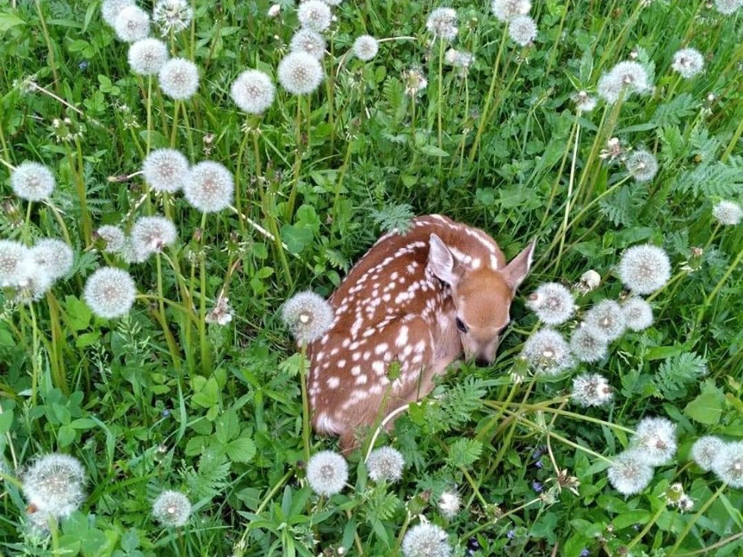 seraphicxc's tweet image. Baby fawns are the cutest