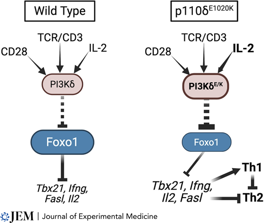 LabWaggoner's tweet photo. Mutation of PI-3 kinase underlying activated PI3K δ syndrome (APDS) impairs type 2 immunity and enhances production of IFN-γ @JExpMed #Golec #Schwartzberg @NIH
https://t.co/9Qje4JwWGk
https://t.co/iSGJ0Wde6C https://t.co/fmeaZdivwW