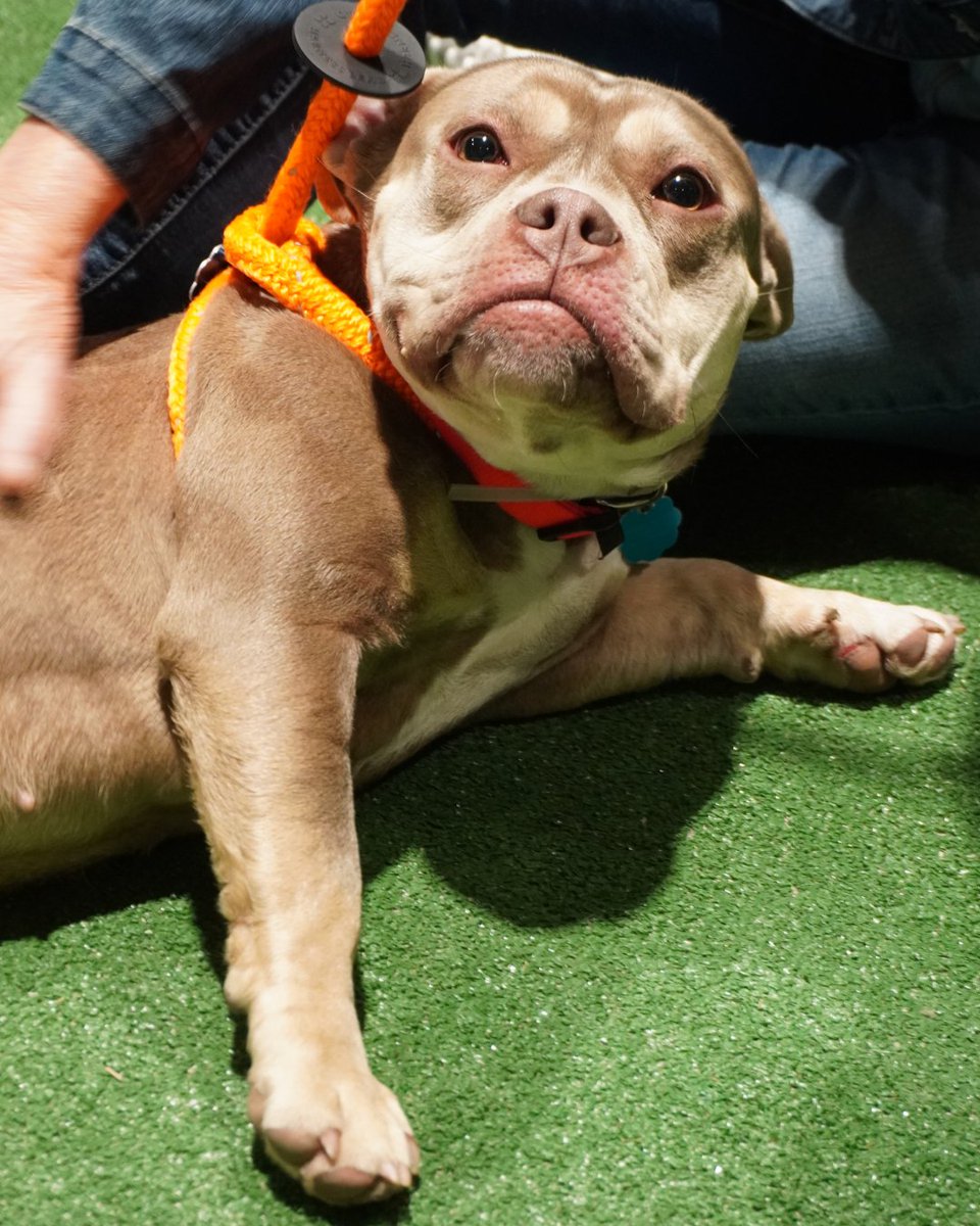 🐶💚 Your new best friend might be waiting for you at the show.

We’re once again partnering with Franklin County Dog Shelter &amp; Adoption Center to host FREE dog adoptions.

Come meet them before the show ends Sunday, Feb 22! #CbusHomeShow