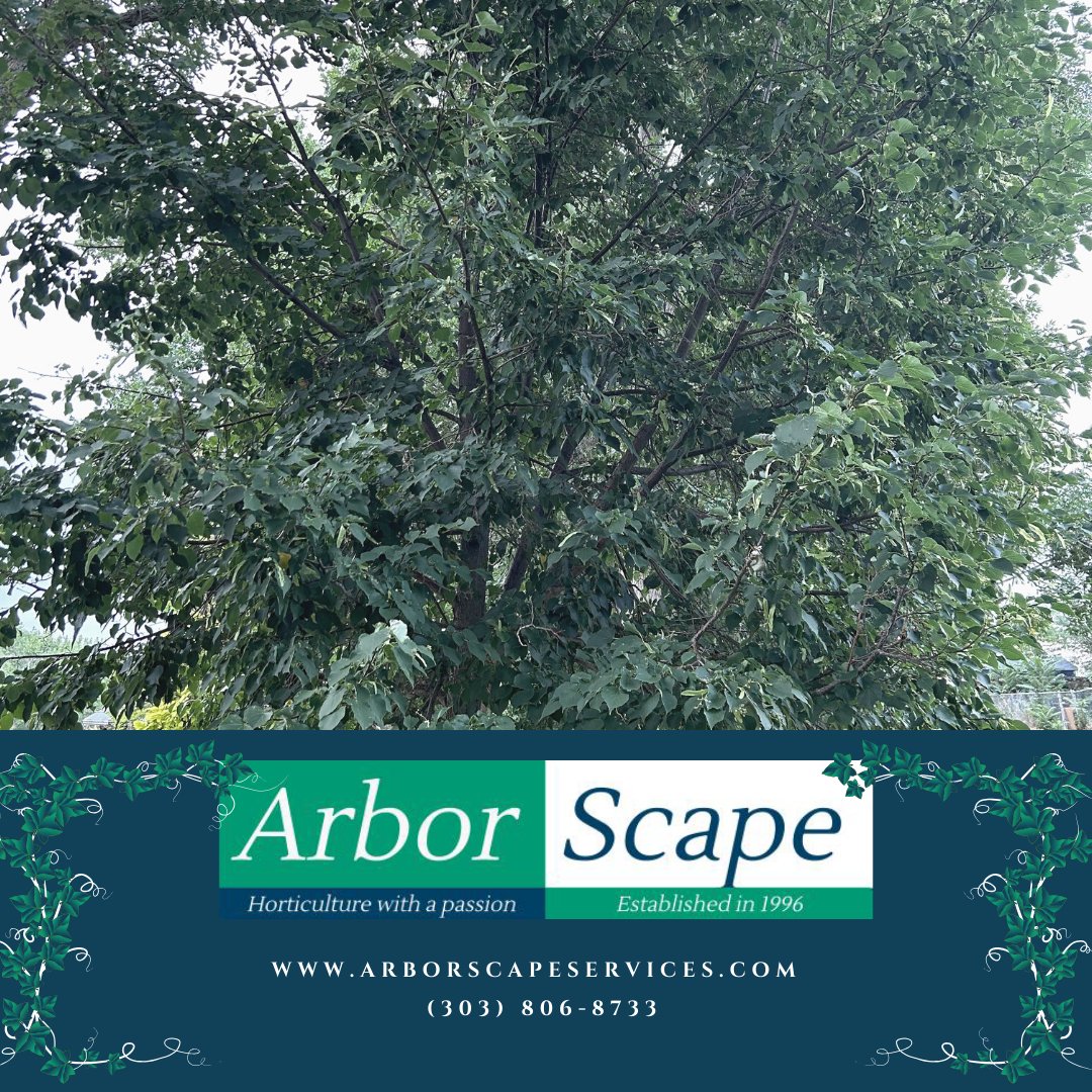 ArborScape tweet media