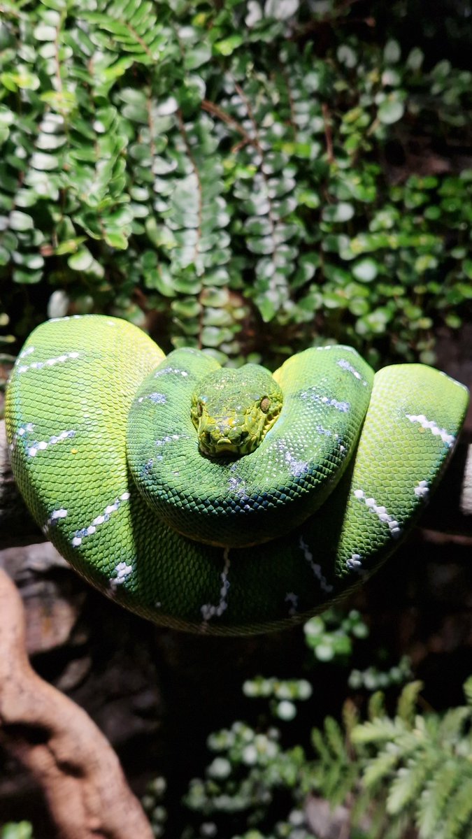 A snake that I met at the zoo who was laying and chilling, I even got to pet one. We basically bounded, and I wanted to take him home, but couldn't.

I'll break into the zoo and steal him soon np