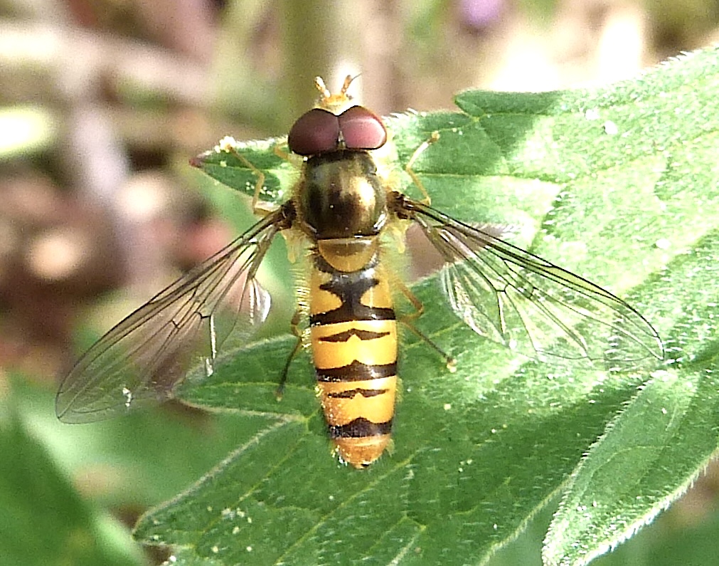 rollingharbour's tweet photo. HOVERFLY HAVING A REST https://t.co/5LQsAsS0L7