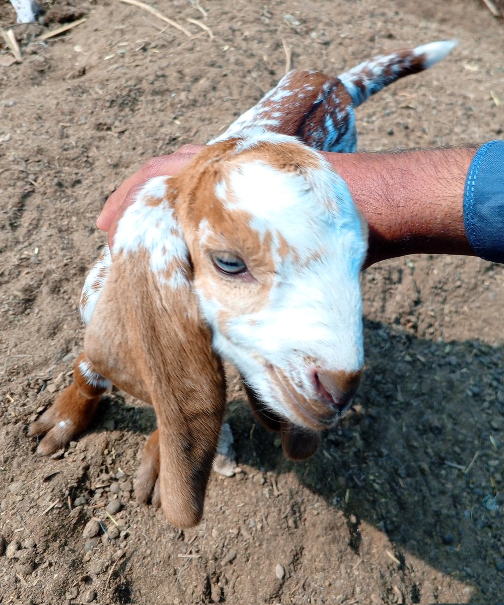 ZohaibRajabAli's tweet photo. @binance Meet My Pet Goat (Great Of All Time)🐐
Name Zozo 
Guess Is This She/He https://t.co/RmOqfYiS82