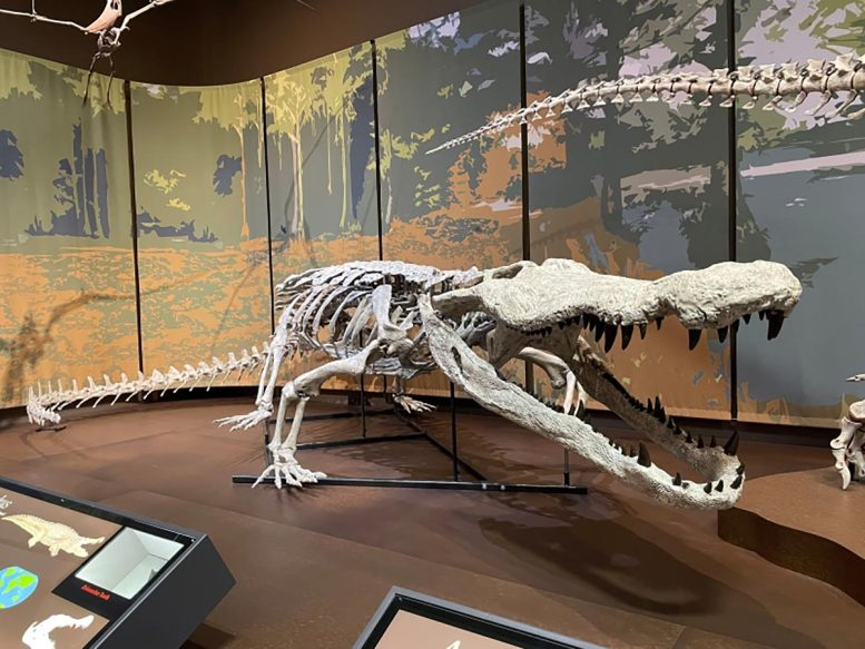 PaleontologieFr's tweet photo. #Deinosuchus, le « mangeur de dinosaures » reconstruit en taille réelle dans un #Musée de Géorgie🇺🇸.
Ce squelette représente à ce jour la seule reconstitution complète et validée par des paléontologues du genre.
#Crétacé #Crocodilia #Alligatoroidea 

https://t.co/M1YbOgrmeS https://t.co/baCMRStxe4