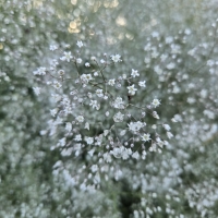 Prairie CCA tweet media