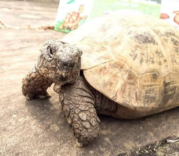 AlbertTortoise's tweet image. Temperatures rising. This is #ALBERTthetortoise reporting still wet. HE is deep in #admin + #creative things. All instructions issued. Exciting news soon. We say this a fair bit. But this is exciting. Hope the #weekend is full of good things. #TakeCare Alberttortoise.com