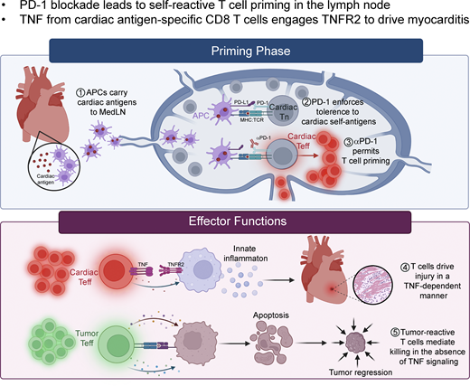 LabWaggoner's tweet photo. Congrats Kathy Warrick @ThePasareLab @CincyImmunology @CincyMSTP @CincyResearch #MolkentinLab
Immune checkpoint inhibitor–induced myocarditis is dependent on CD8 T cell–derived TNF and TNFR2 signaling
@JExpMed https://t.co/sytkm5FgNG https://t.co/GGvinVBexU