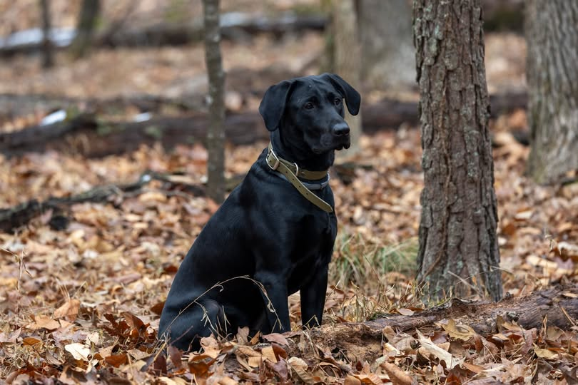 Kentucky Afield Magazine tweet media