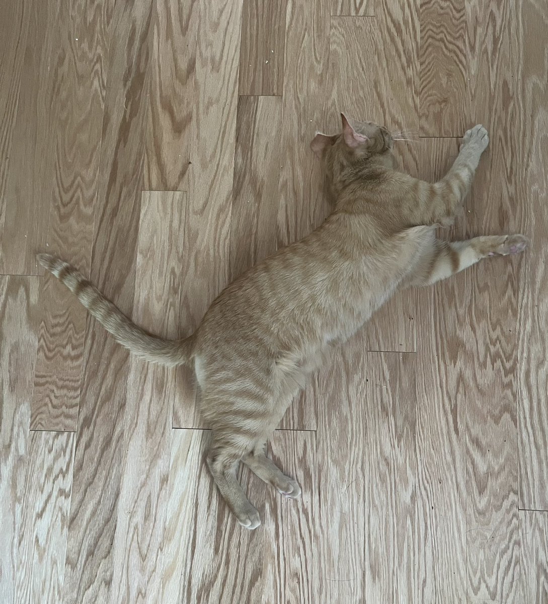 Has anyone seen Nacho? I can’t find him anywhere.
#CatsOfX