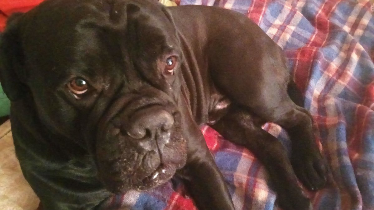 Мій останній собак. Більше собі серце рвати не буду.
За 44 рочків три собакена.