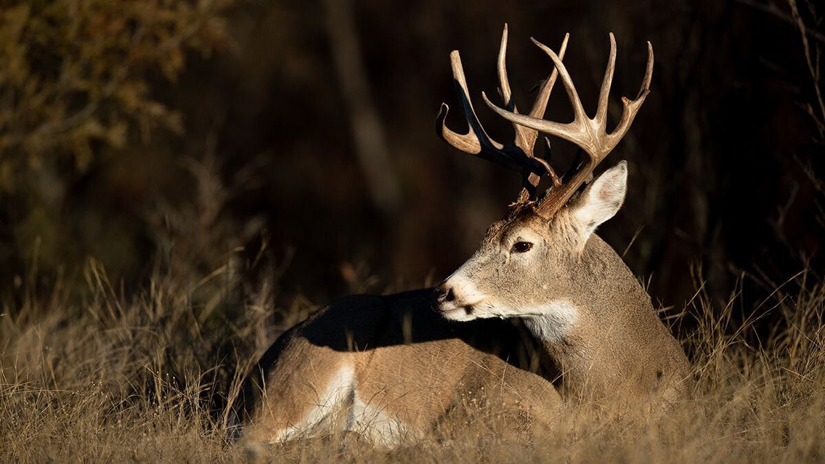 agemydeer's tweet photo. REALITY CHECK: That "monster" everyone's chasing might be 3.5 years old max. Hype doesn't equal age. Facts do. Get facts: https://t.co/mCFYvy43vT #RealityCheck #BuckAge #FactsOverHype #WhitetailHunting #AgeVerification https://t.co/tfvJtxbO7I