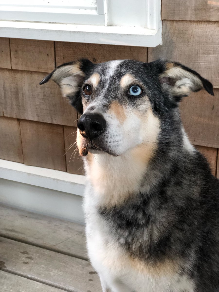 The Jolly Barker tweet media