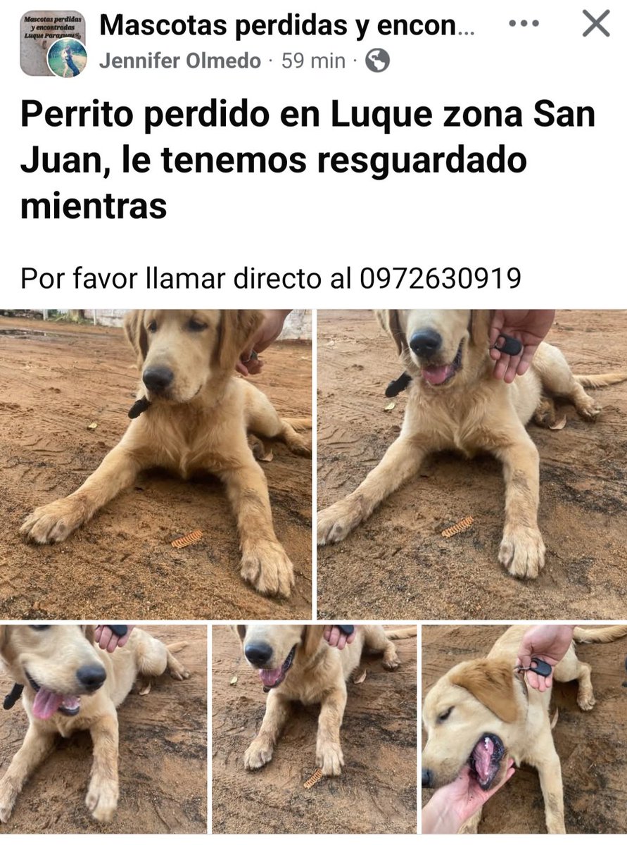 Gente!! No dejen a sus mascotas salir sin supervision!! Creo que este inocente fue encontrado ya hace un tiempo en la Ciclovia hasta que apareció el dueño. Acaso no saben que los chespis están deambulando? La vez pasado mataron a un perrito!!😡
<a href="/luque_noticias/">luquenoticiaspy</a> <a href="/azulyorodigital/">Azul y Oro Digital</a>