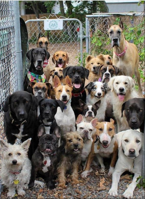 Tweets of Dogs tweet media