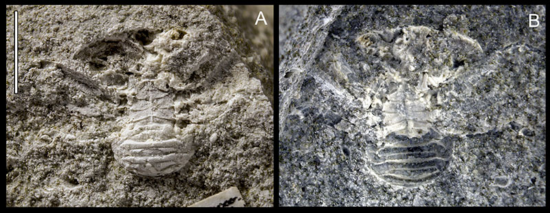 ロシア、サラトフ州産の暁新世のエビ・カニの仲間の化石について