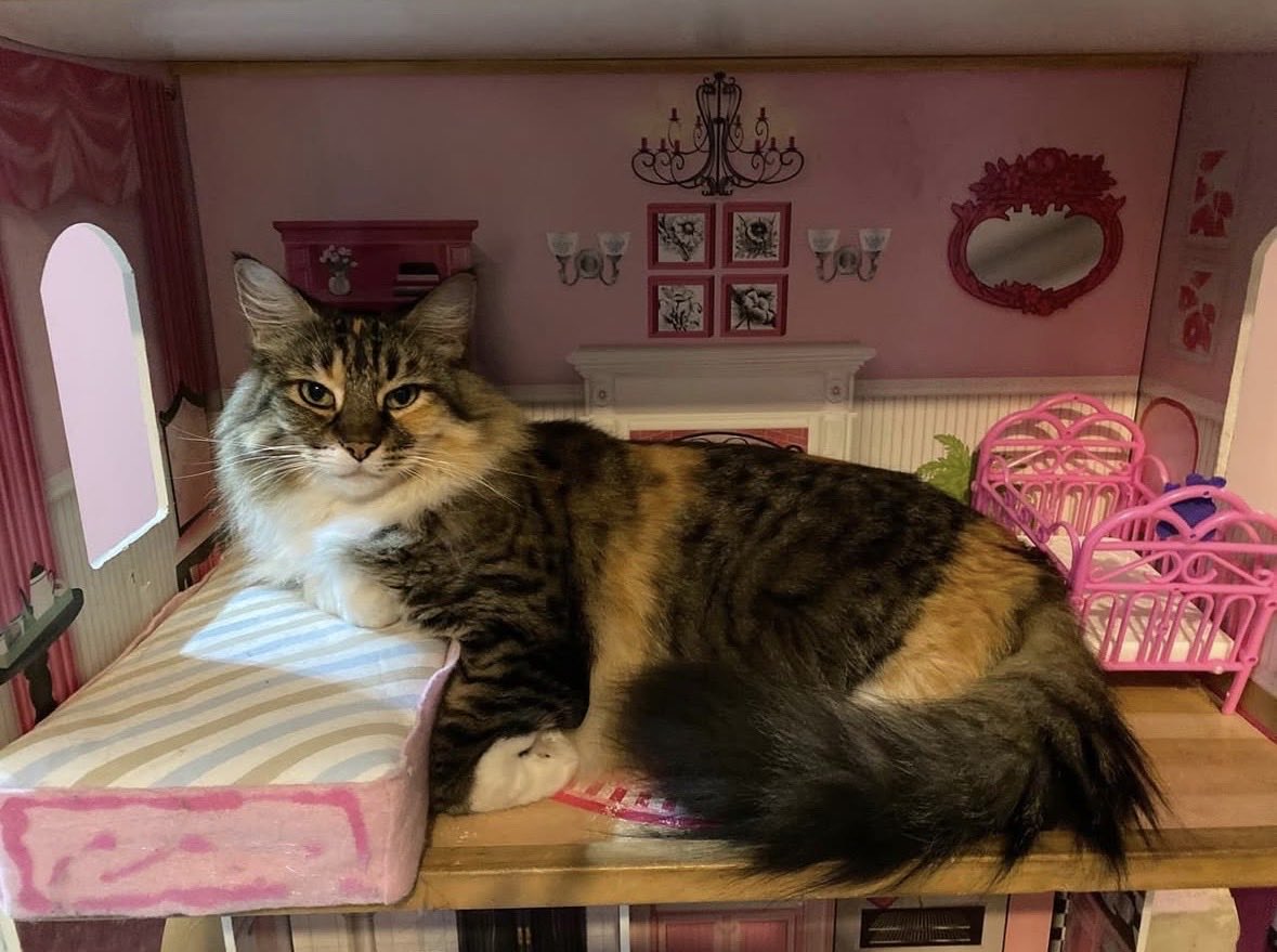 CARYCAR3's tweet photo. @marthadebayle @Rebmangas Nina mi gatita hermosa ganadora en concursos de belleza caseros @Rebmangas y @marthadebayle https://t.co/RuDLzYtSZ9