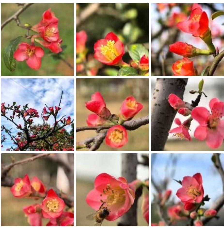 贴梗海棠报春讯