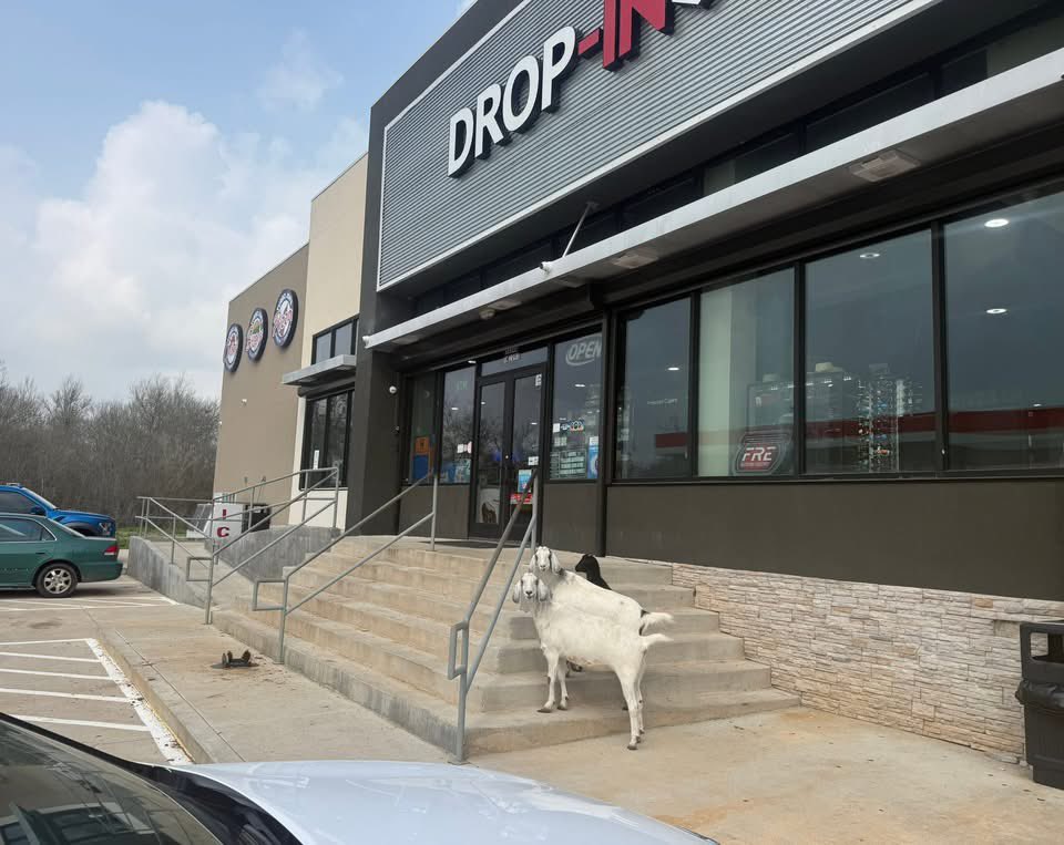 TexanReport's tweet photo. 🐐 “We’re just here for the DROP-IN special.”
Manager said no hooves past the front door… they said it was udderly unfair. 😅
#FortBendCounty #Precinct1 #GoatOnTheLoose #FM1093 #OnlyInTexas #TexasHumor #TexanReport https://t.co/V7JvydipWE