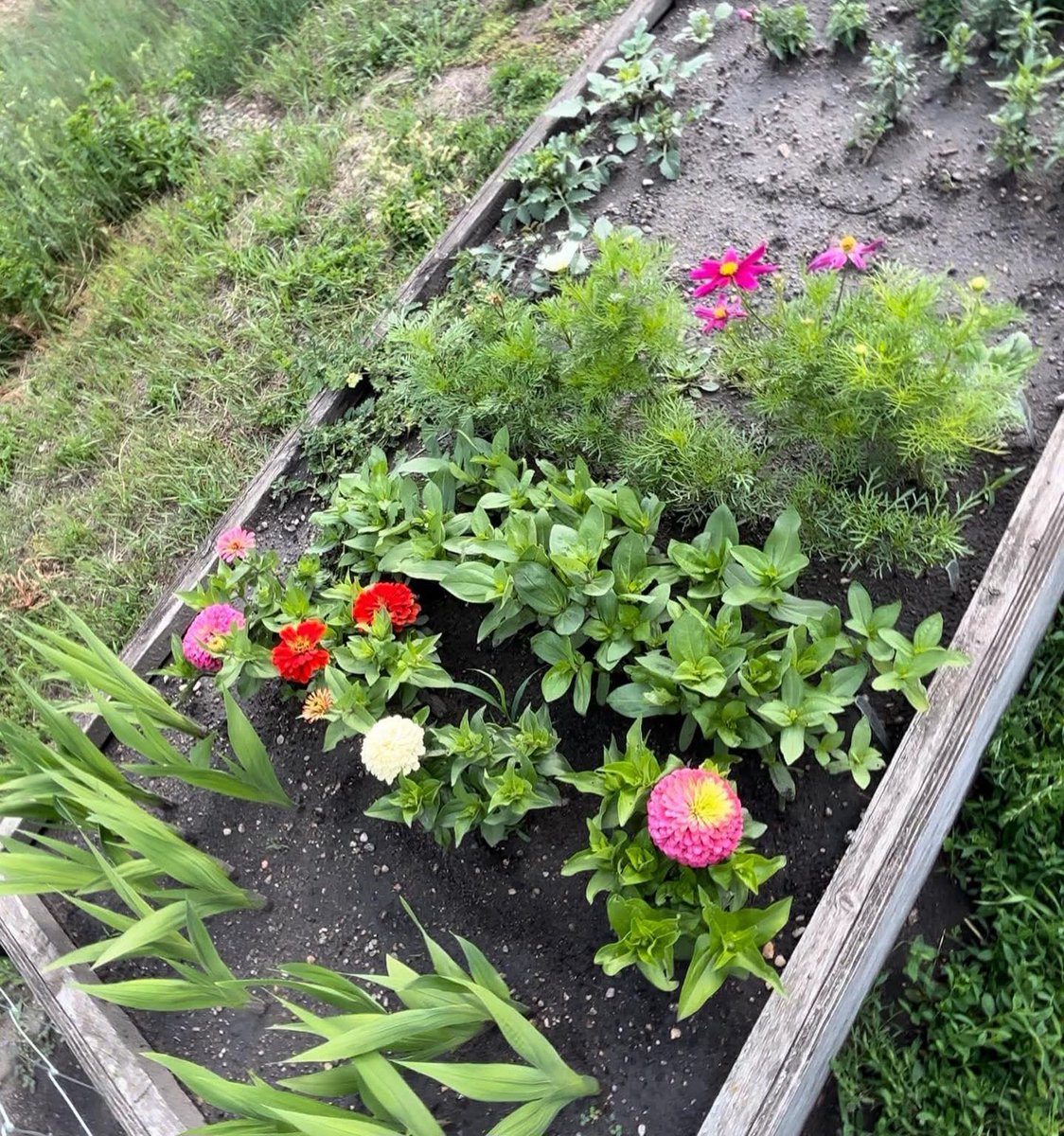 Dreaming of my flower bed bursting with vibrant color just like this! 🌸🌺

 Right now it's dreadful February afterall lol,  but imagining it filled with these beauties come summer...

Can you spot them? Here's some help in case: 

Those tall, feathery green foliage plants are