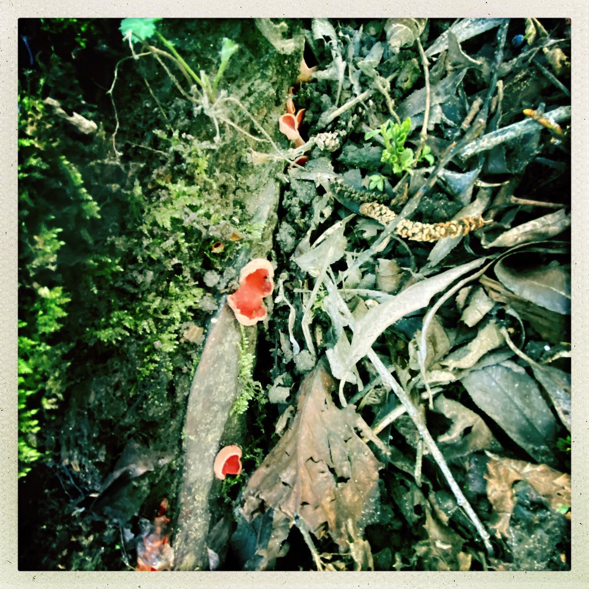 Flynn In The Forest tweet media