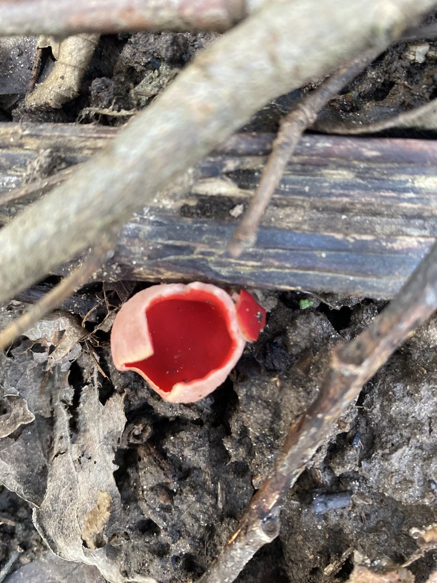 Flynn In The Forest tweet media