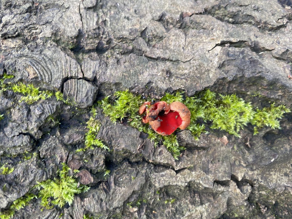 Flynn In The Forest tweet media