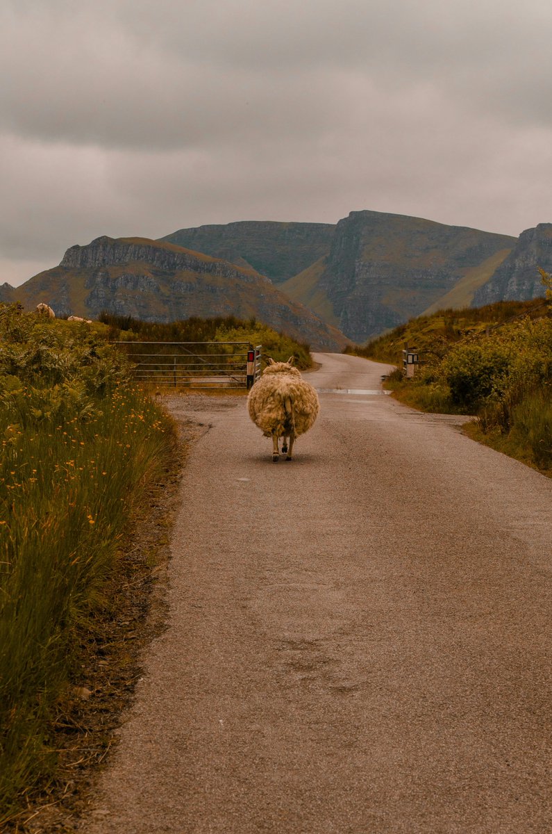 Rush hour in the Scottish Highlands.

by Ryan Jubber