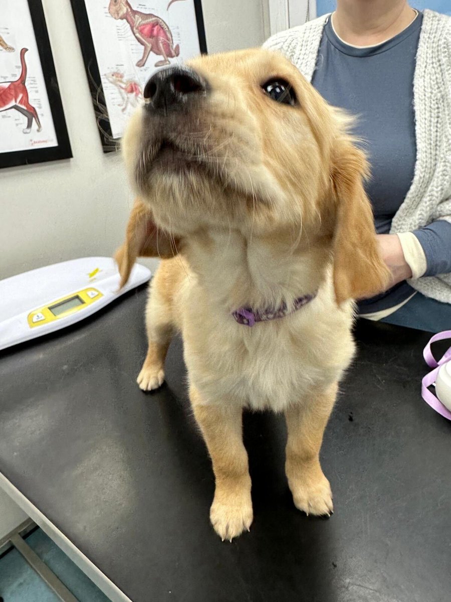 St Kitts Veterinary Group tweet media