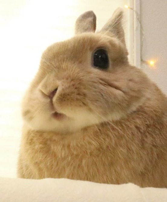 seungmin as bunnies tweet media