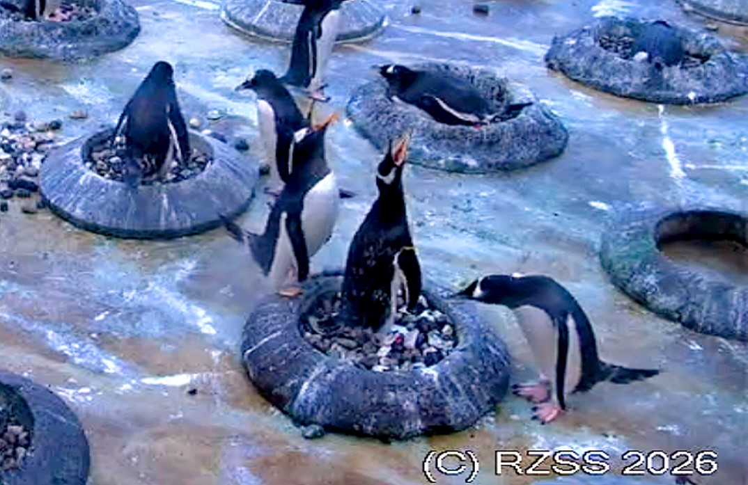 CarloPinezzi's tweet photo. @EdinburghZoo #penguins Saw the Love Triangle again, two Singing away &amp; the other looking in, then just walks off. Same ones that were Fighting when Nest Rings first out. #lovetriangle https://t.co/OPKaP43oki