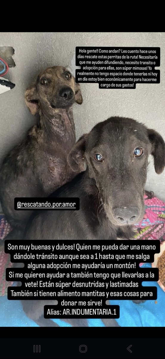 Lalysole's tweet photo. Ellas fueron rescatadas de la ruta... ahora se necesita tránsito aunque sea de a una y si alguien puede ayudar económicamente mente a la chica con los gastos 🙏🙏 difundir por favor! Miren esas caras ❤️❤️‍🩹 https://t.co/MzyIW6JE6r