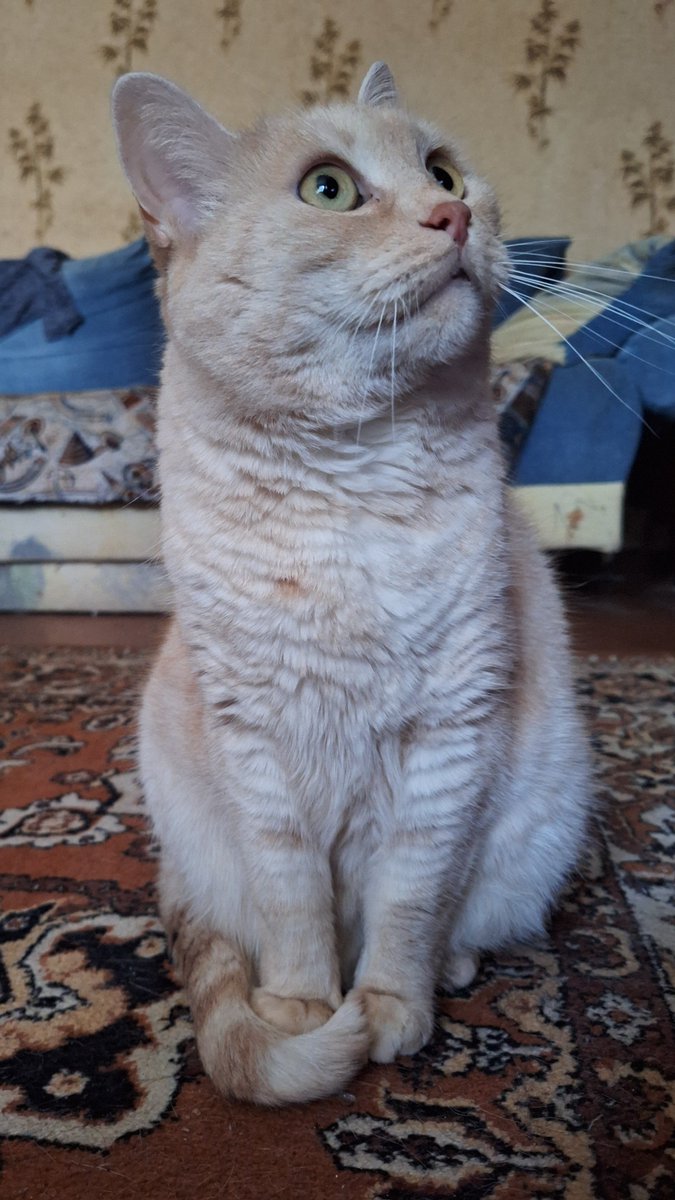 Канонічно красива дівчина (від носика до хвостика)