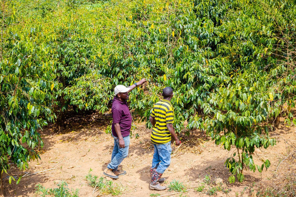 agnimble's tweet photo. Tanzania’s 2026/27 coffee outlook shows strong volume potential. Irrigation + current rains are supporting cherry growth.

Key risk: shorter rains could affect uniform maturity.

Planning 2026 sourcing?
👉 https://t.co/kTnV4j1uQB https://t.co/lJYUFLsthc