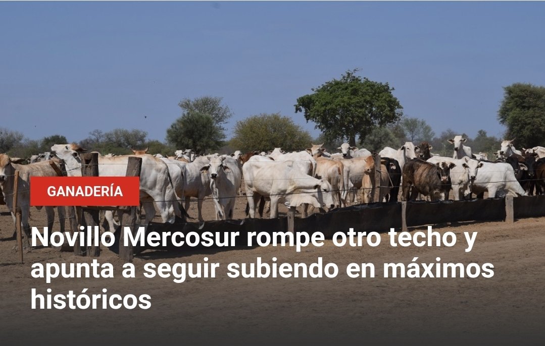 Rodolfo Kliewer 🌾🐂 tweet media