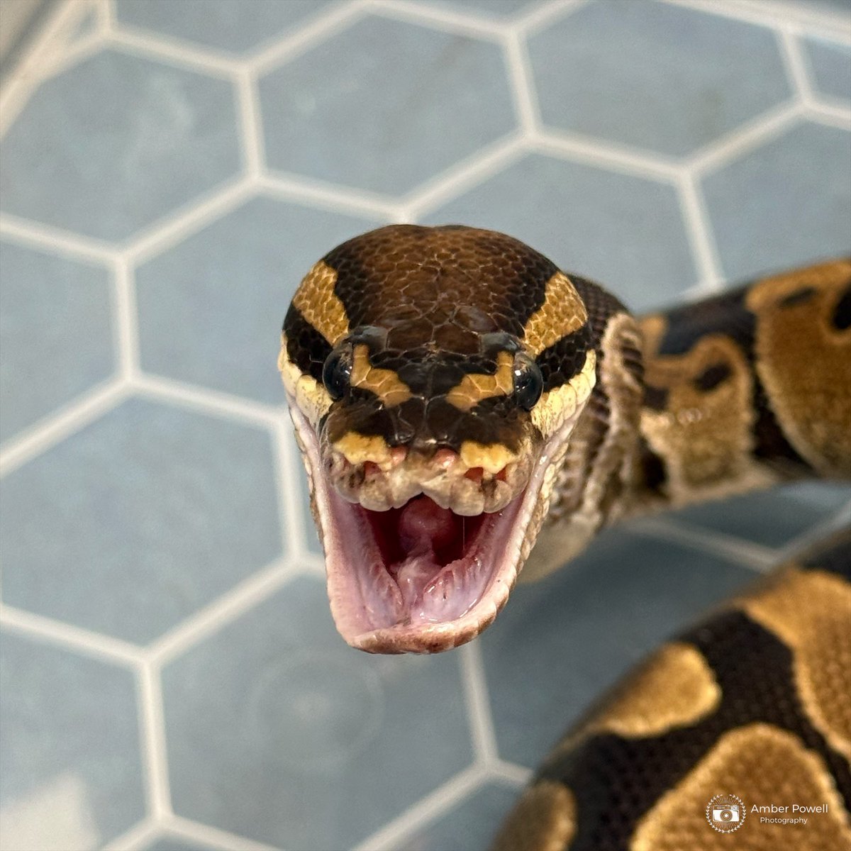 Amber Powell tweet media