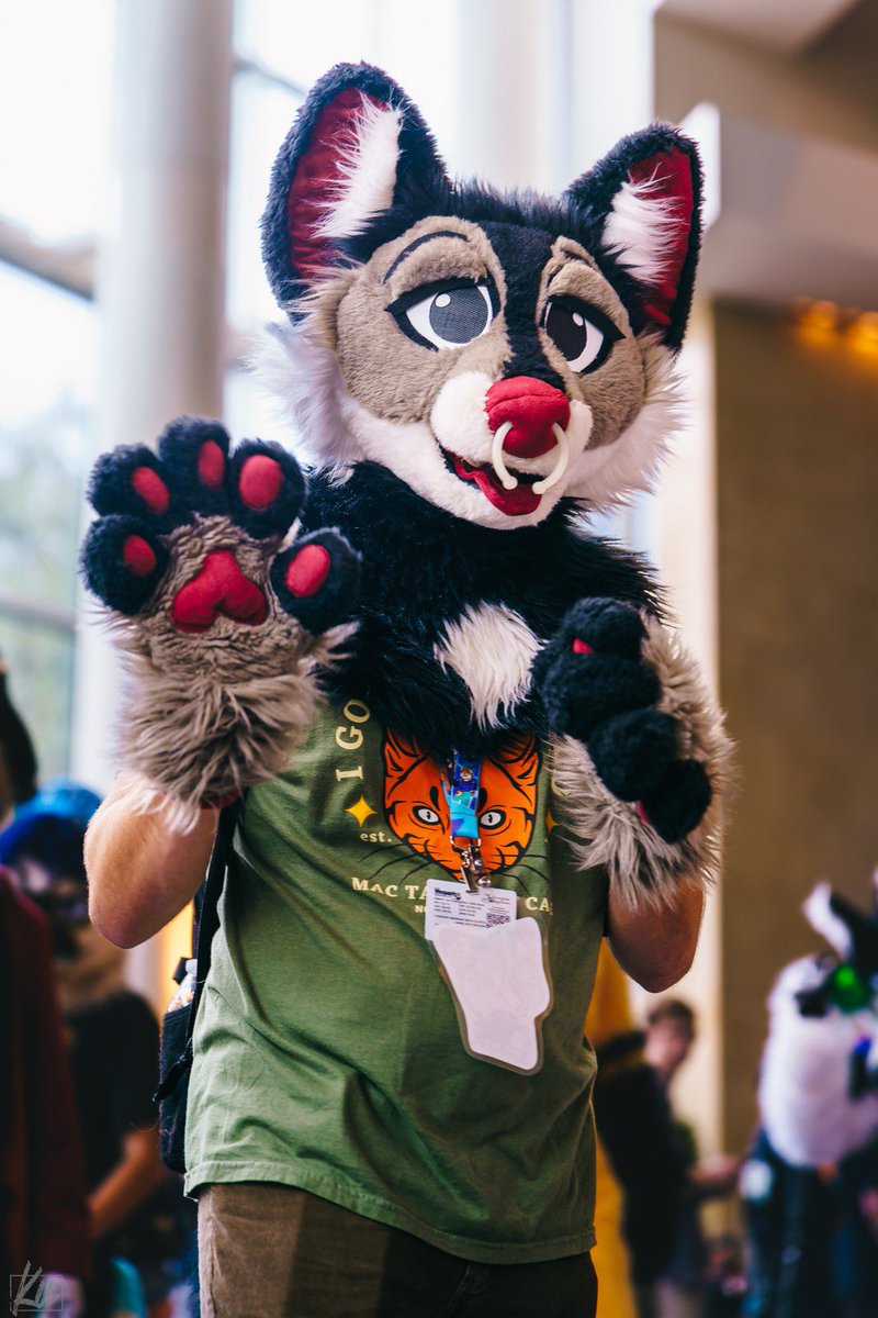 The curse of the badge being backwards strikes again :( #FursuitFriday 
📸@/kurue on furtrack