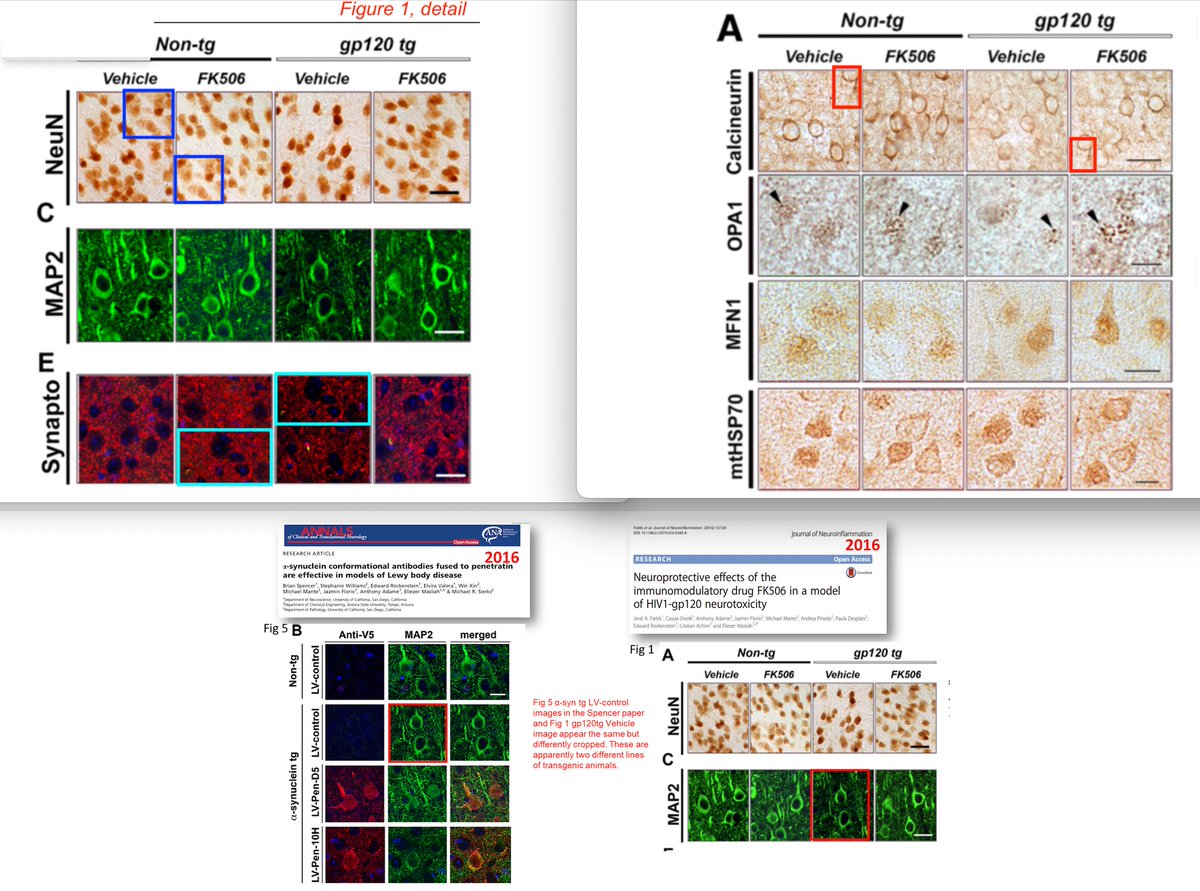 MicrobiomDigest's tweet image. Another #retraction for former National Institute on Aging division director Eliezer Masliah today.
link.springer.com/article/10.118…
pubpeer.com/publications/9…
Combined work by @mumumouse2, @Thatsregrettab1, @schrag_matthew, @cpiller, and me. 
See: science.org/content/articl…