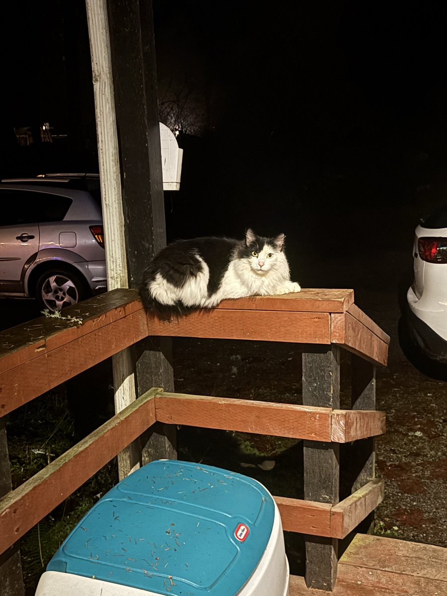 ricky_rivera1's tweet photo. @Garrett_Watts This is Mr. tiggywinkles. He is the neighborhood cat who eats mice from under my house in exchange for cans of tuna. Kind of pet, kind of a working relationship. We also tip him with scratches. https://t.co/E2UWlkwbQI
