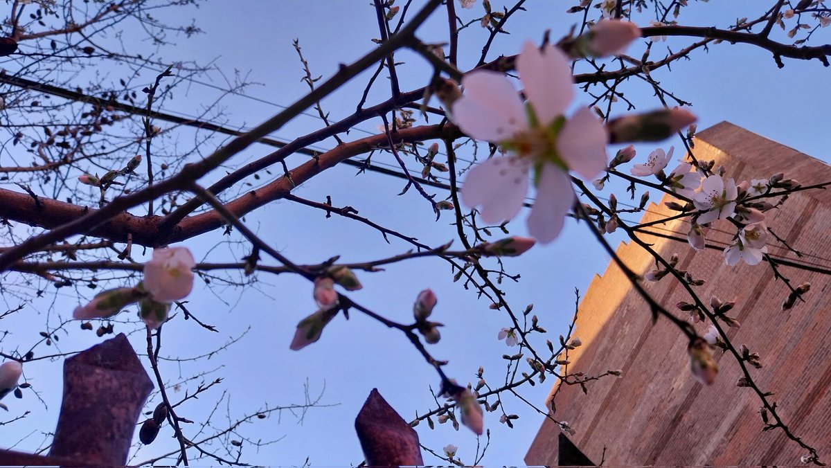 Todos necesitamos 🌞 y ya empiezan a brotar. Son 🌸🌸 visibles, algo deseamos todos. 
#Dolor crónico y #enfermedadesraras 🌈