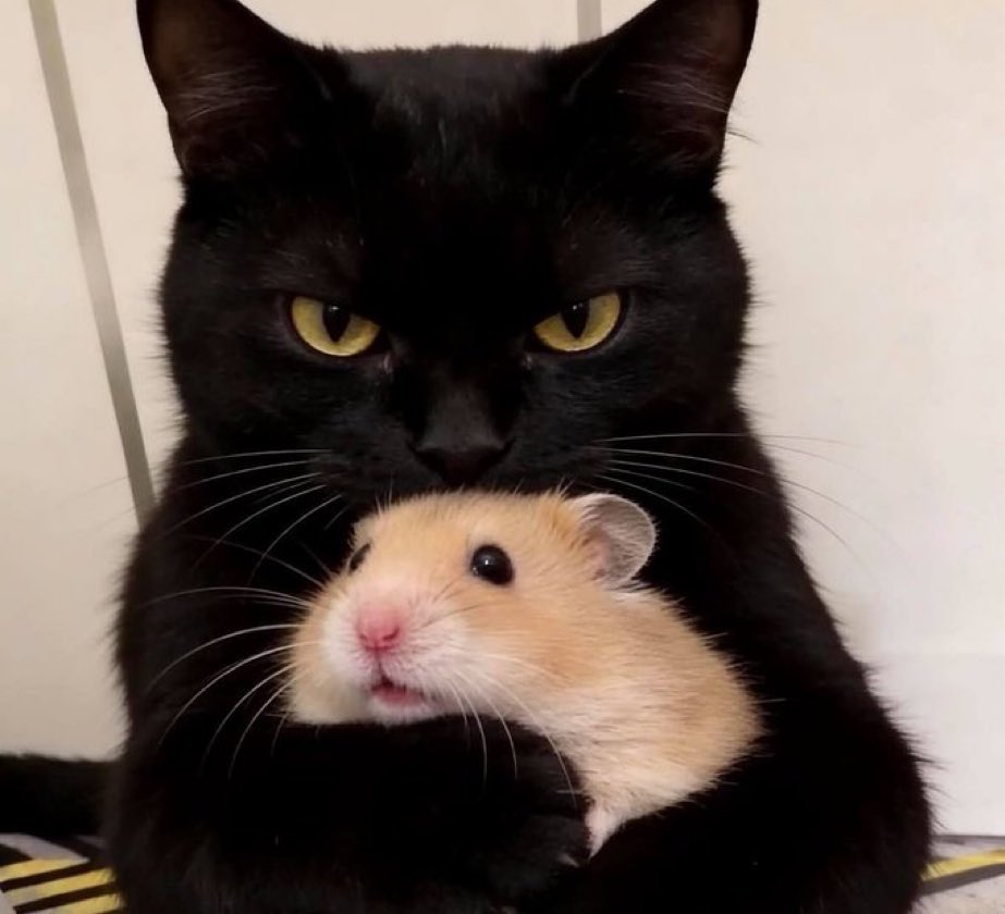 little bug hanji (@iinosji) on Twitter photo 