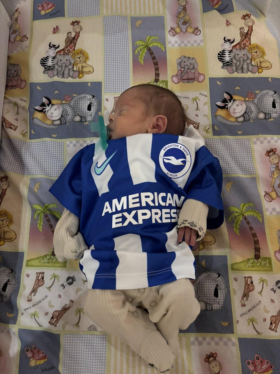 Stateside Seagulls tweet media