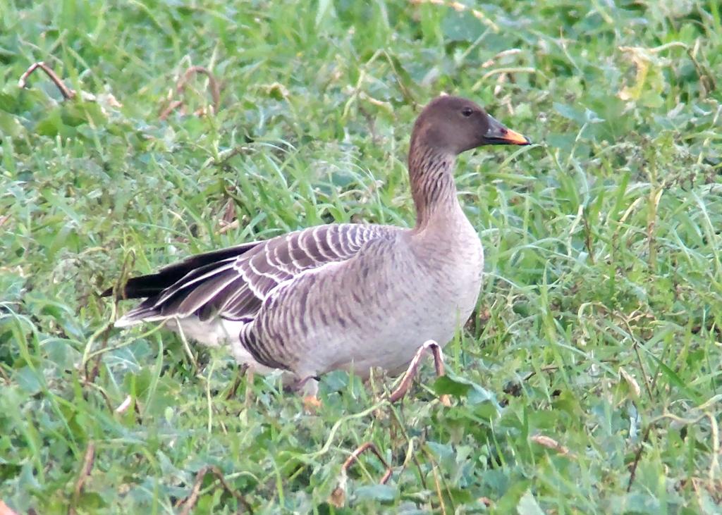 David dack tweet media