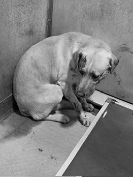 🆘 CRITICAL in #California 🐕

Please ADOPT or FOSTER or PLEDGE to Fund RESCUE for Beautiful 2 yr old #LabradorRetriever WESTON

WESTON is in a High Kill Shelter &amp; Urgently needs a Hero to save his Life Today!