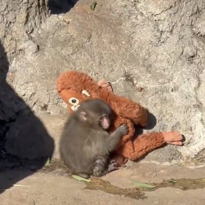 junluvv's tweet image. A duo I made up