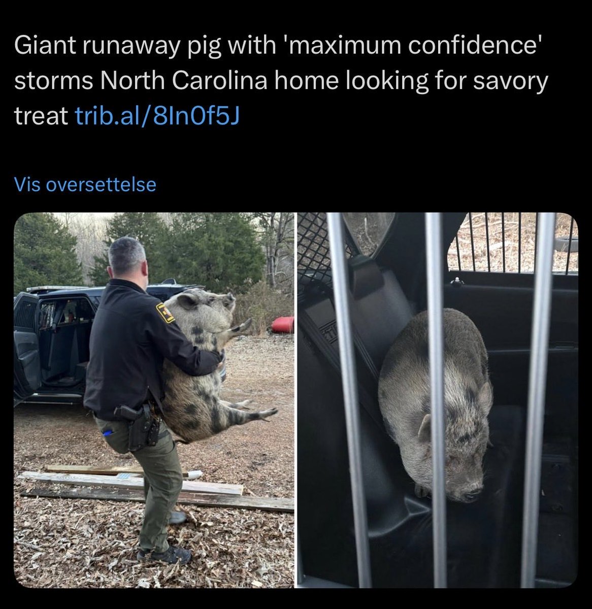 Anders Zerener tweet media