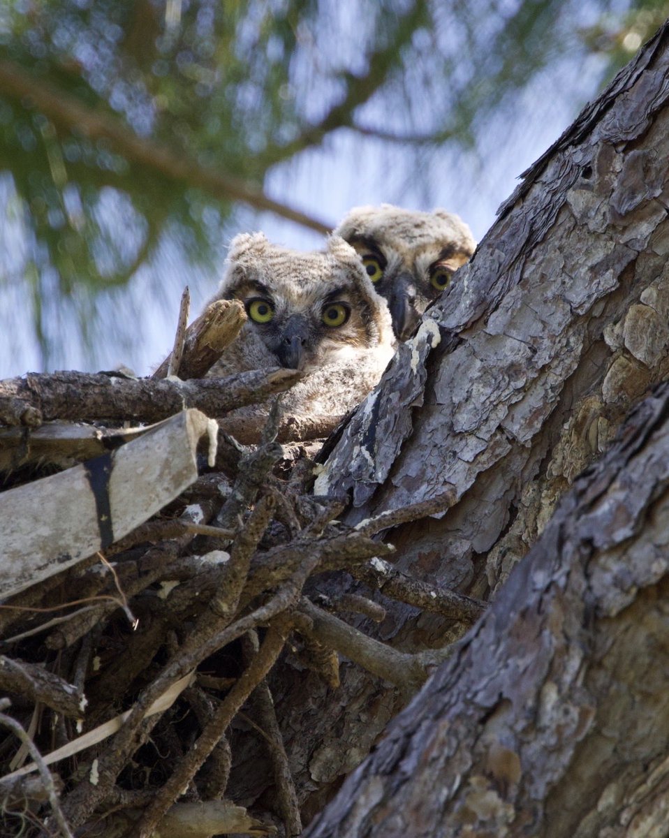 Native Bird Boxes tweet media