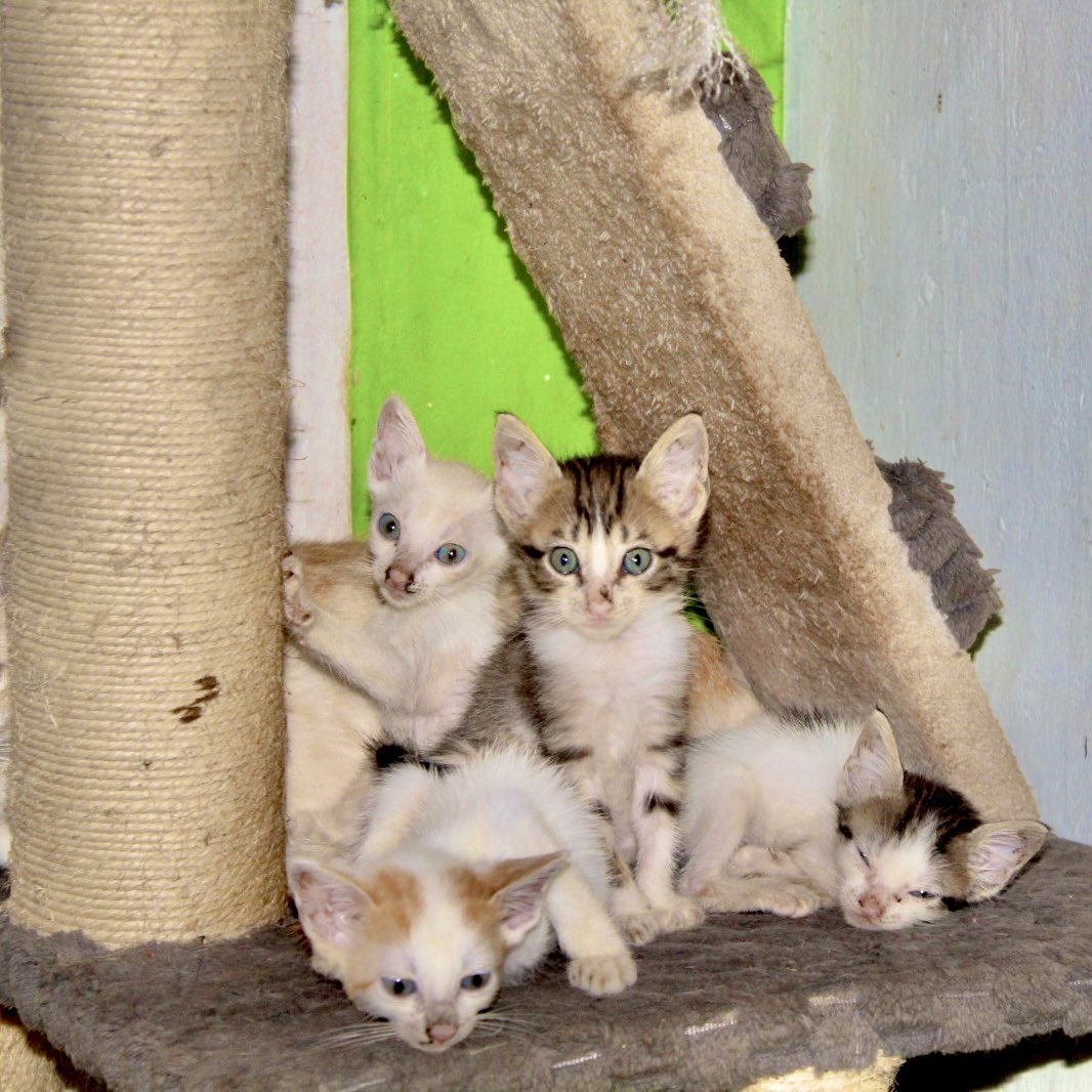 🐾 Mañana puedes cambiar una vida… y la tuya también.
Perritos y gaticos te esperan en el Parque La Martina desde las 10:00 a. m. 🐶🐱
Adopta y regálales un hogar para siempre 💚🏡

#ApartadóCiudadDeOportunidades #AdoptaNoCompres #AmorQueSalvaVidas