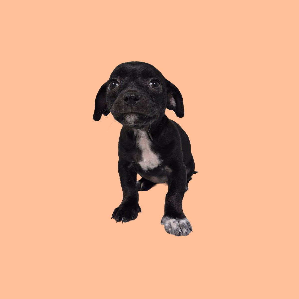 PrattsPets_EM's tweet photo. Meet Bean (Black), Coco (Brown and White), Peanut (Tan), and Pluto (Black with White Chest)!
Breed: Chihuahua Mix
DOB: 12/24/2025
Sex: Female
El-Mirage Location - 623-544-1544
Call us for more information! https://t.co/ll0w4Fko4z