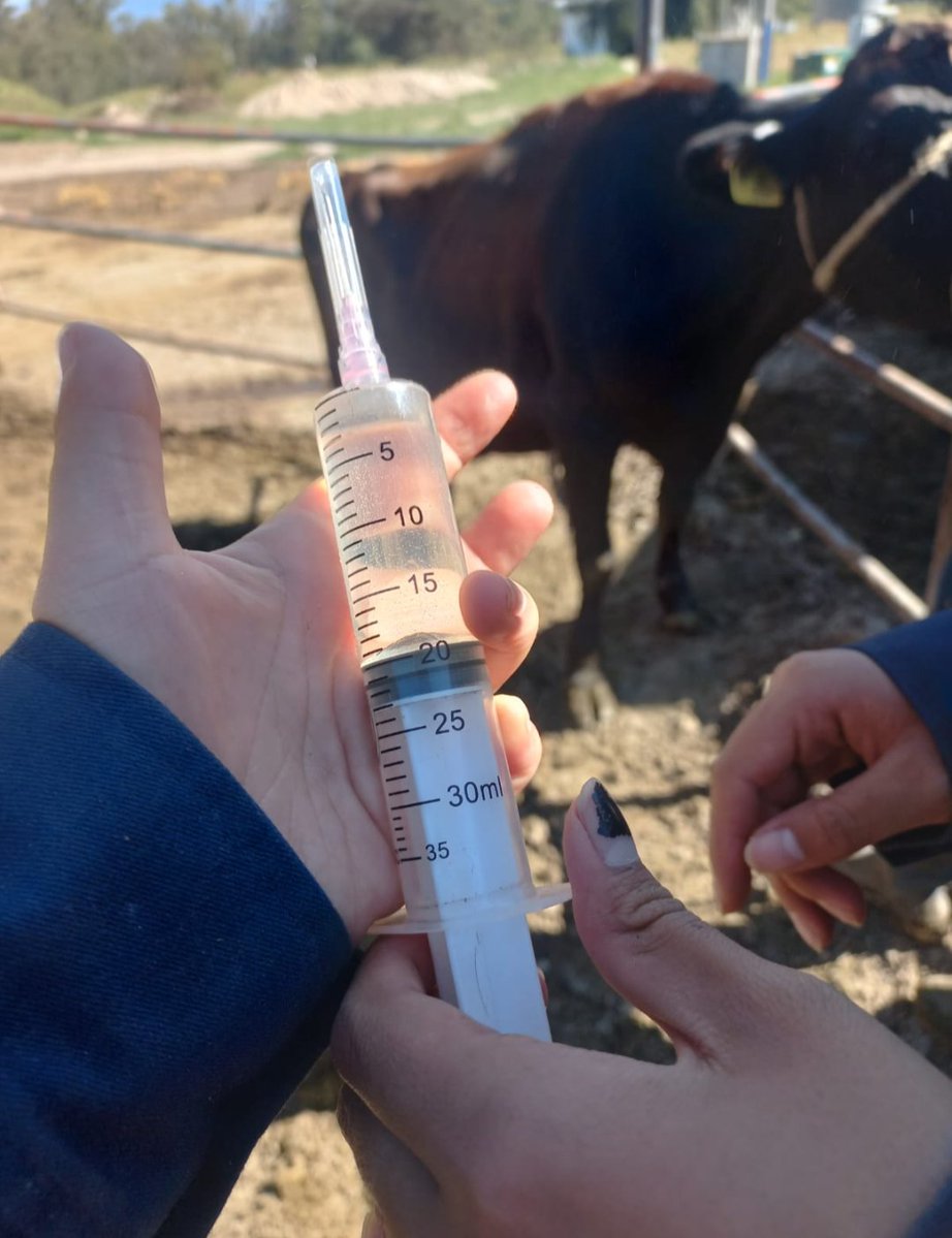 Algún Therian por aquí para aplicarle la eutanasia 💀