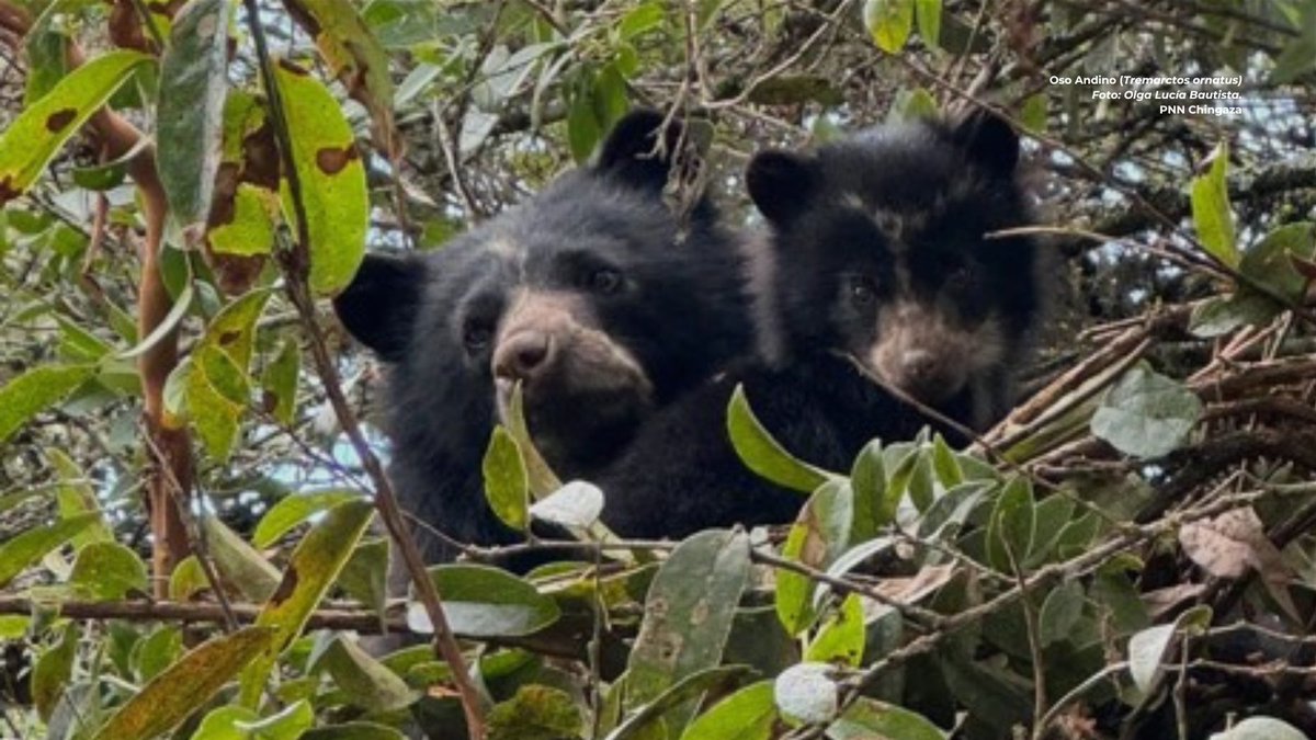 Herencia Colombia tweet media